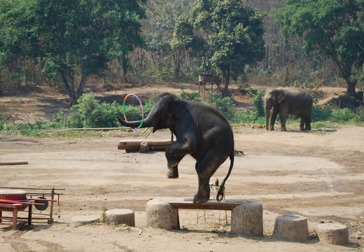Elefantencamp Show der Elefanten
