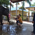 Wasser und Elefanten