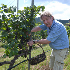 Weinanbau in Thailand