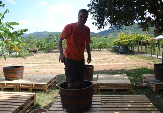 Weinanbau in Thailand