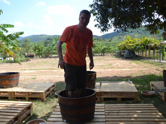 Weinanbau in Thailand