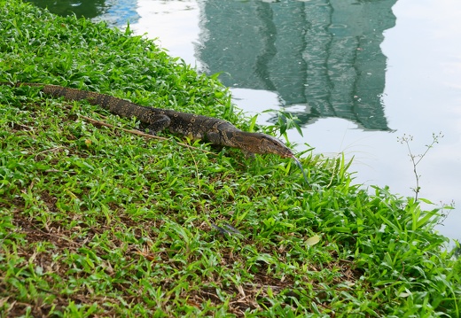 Bangkok Lumpini Park