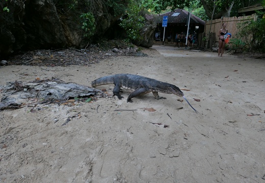 Tierwelt am Raylay Beach - Waran 