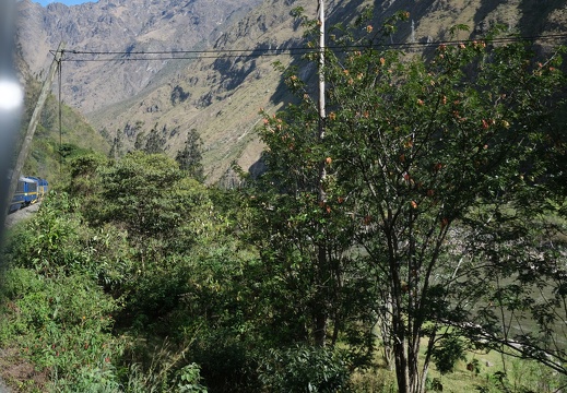 Train Machu Picchu