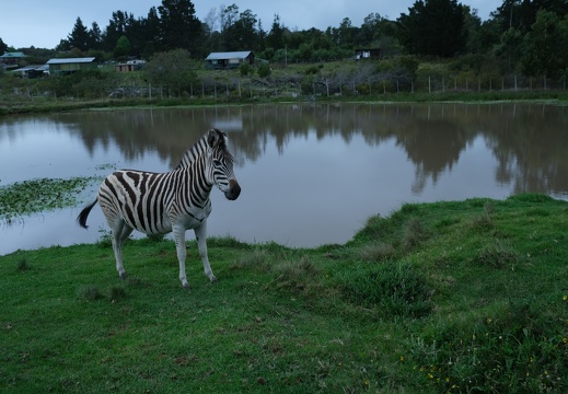 15 04 Plettenberg Lodge