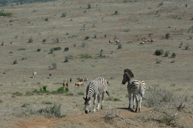 18_03_Addo.JPG