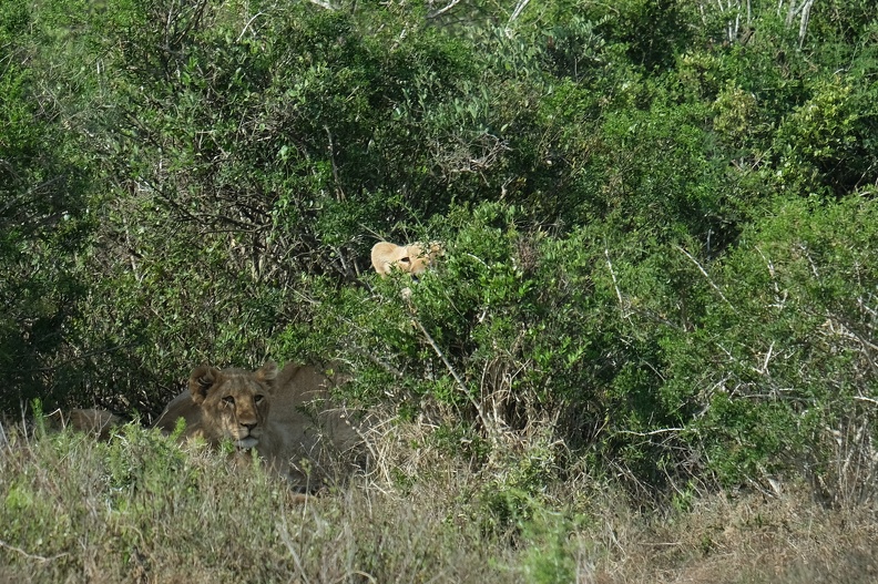 18_05_Addo.JPG