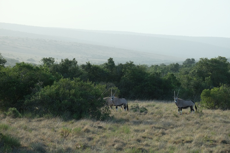 18_08_Addo.JPG