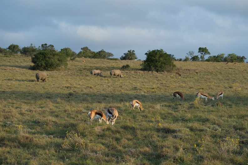 18_09_Addo.JPG